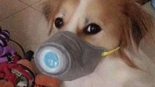 Testearon a un centenar de mascotas de infectados de coronavirus