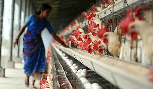 India sacrifica decenas de miles de aves de corral por la gripe aviar