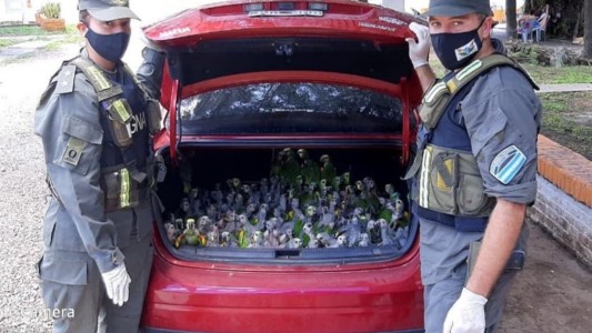 Contrabando: 216 loros habladores en el baúl del auto