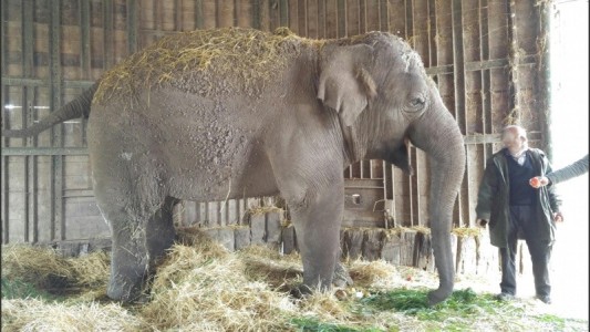 Investigarán las causas de muerte de la elefanta Sharima del zoo de Luján: piden que se haga una autopsia