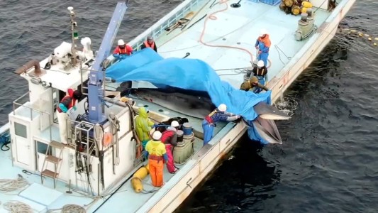 "Los pescadores se reían": ahogaron y mataron a una ballena a la que tuvieron 20 minutos bajo el agua