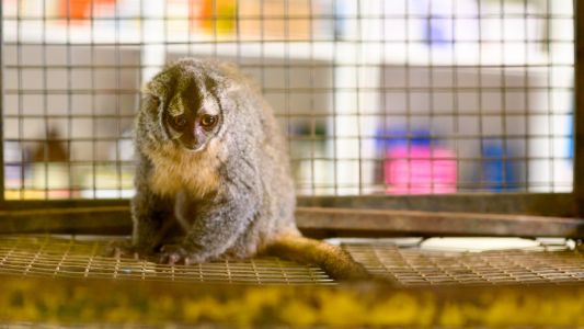 Recuperaron un mono que había sido robado en el Parque de Biodiversidad