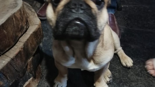 Carlos Paz: a unos turistas les robaron hasta el perro