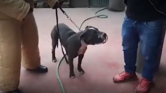 Un nene de 6 años murió atacado por dos perros pitbull: su madre lo dejó solo para ir a hacer las compras