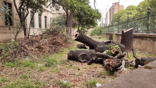 ¿Qué pasó con los árboles que se talaron en el colegio Alejandro Carbó?