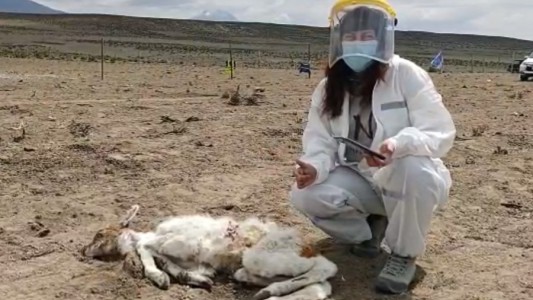 Alarma en Chile por la matanza de 50 crías de llamas y alpacas: culpan al "chupacabras"