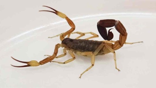 Córdoba: temporada de alacranes en muchos barrios de la ciudad