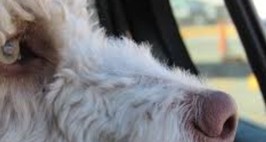 Un perro le salvó la vida a su dueño enfermo de coronavirus