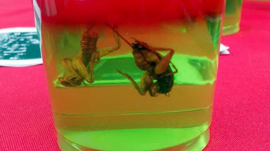 Postres con insectos para luchar contra la desnutrición infantil