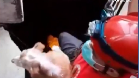 VIDEO: el emotivo rescate de un perro que cayó a un pozo de 20 metros de profundidad
