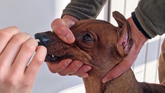 Coronavirus: harán test a perros y gatos con síntomas en Seúl