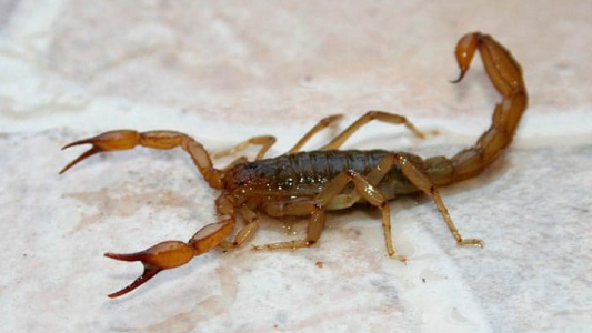 Alacranes: cómo prevenir y actuar en caso de picaduras