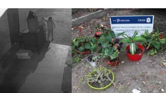 Video: turista robó 8 plantas en Sierra de la Ventana