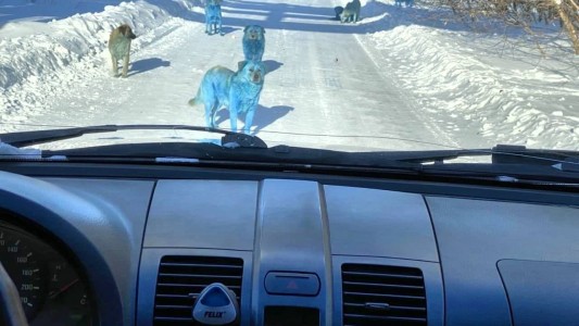 Perros con pelaje de color azul brillante sorprenden a los residentes de una ciudad rusa