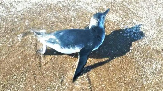 Monte Hermoso recibió la visita del primer pingüino de la temporada
