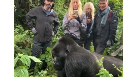 Advierten que los turistas estarían contagiando coronavirus a los gorilas en África