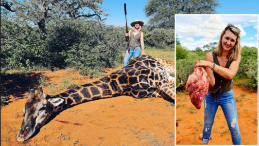 San Valentín sangriento: una mujer mató a una jirafa y mostró su corazón en las redes sociales