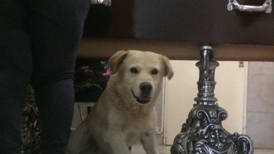 Amigo fiel: perro olavarriense veló a su dueño hasta el final