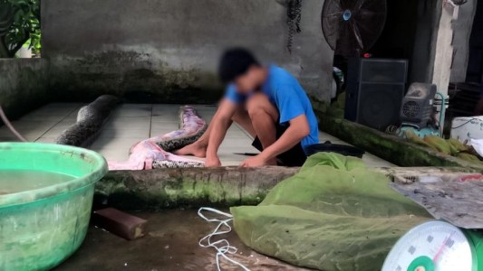 Inflan con aire comprimido a pitones hasta matarlas para vender su piel exótica a grandes casas de moda