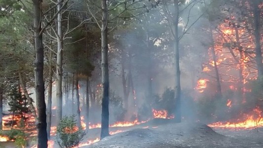 Fuego en el bosque de Cariló: unos 70 bomberos trabajan para apagarlo