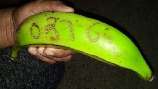 La historia de la banana viral que hizo ganar la lotería a 2.000 colombianos