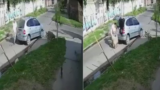 El video del automovilista que se roba una oveja que estaba pastoreando