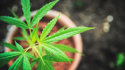 Lo asesinaron cuando escapaba tras robar una planta de marihuana en una casa