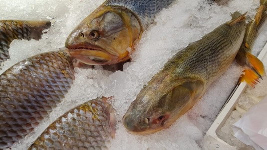 Se acerca Semana Santa y no descartan aumentar el precio del pescado