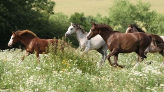 Mejora una nena herida tras ser atropellada por caballos en Villa Dolores