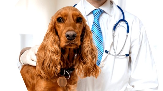 Veterinarios solicitan ser considerados esenciales para la vacunación contra el Covid