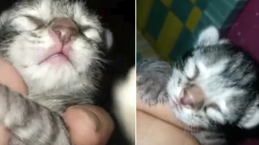 "Gatoperro": es una cruza y sus dueños no saben a qué raza pertenece