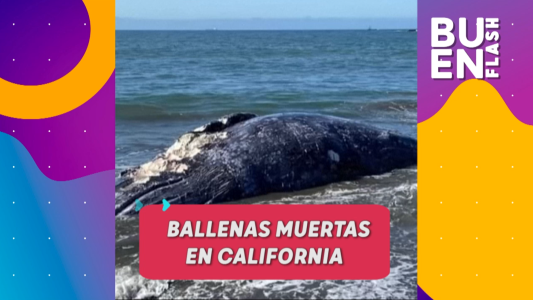 #BuenFlash: impactan las imágenes de las ballenas muertas en California, la lucha contra el covid y otros temas del día