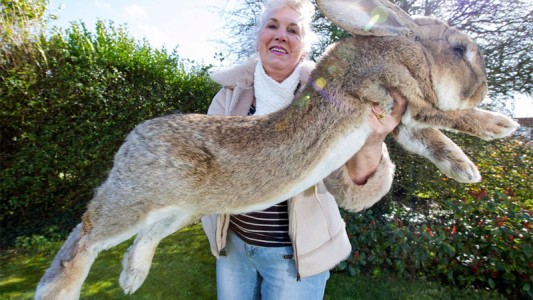 Robaron el "conejo más grande del mundo": ofrecen recompensa