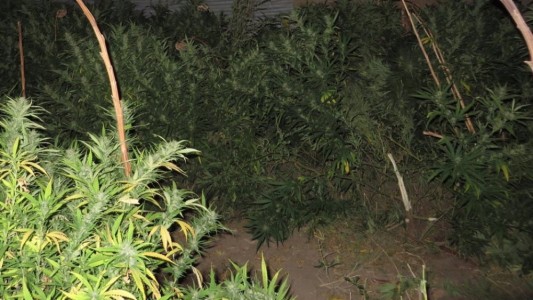 Muere un hombre al tocar un cerco electrificado con el que protegía plantas de marihuana