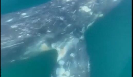 Ballena gris nada cerca de una embarcación y se deja acariciar por sus tripulantes