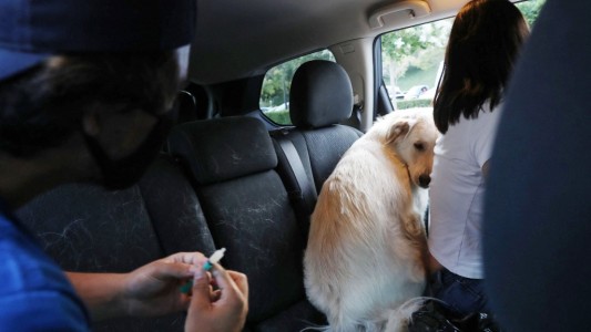 Escándalo en Chile: 75 personas inoculadas contra el coronavirus con vacunas para perros