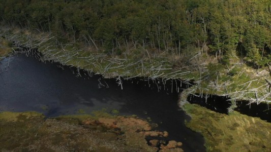 Un bosque lucha por subsistir a una plaga de castores