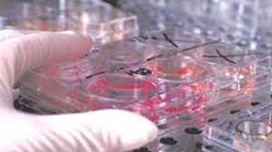 La Justicia negó a una mujer pedido para implantarse embriones por falta de consentimiento de exmarido