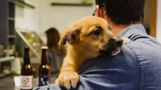 Hoy se celebra el Día del Animal, en homenaje a un cordobés…
