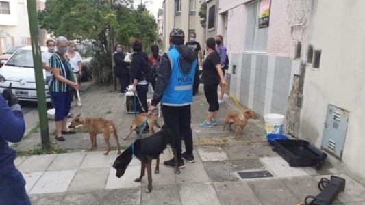 Rescatan 16 perros que eran maltratados en Flores: la dueña atacó a los policías