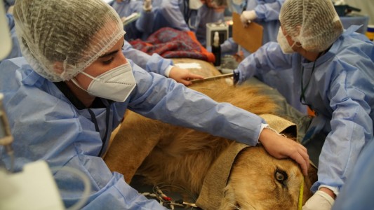 Intervienen al león Tango en el exZoo