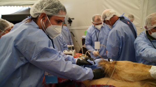 30 veterinarios para hacerle un chequeo al león Tango en el Parque de la Biodiversidad