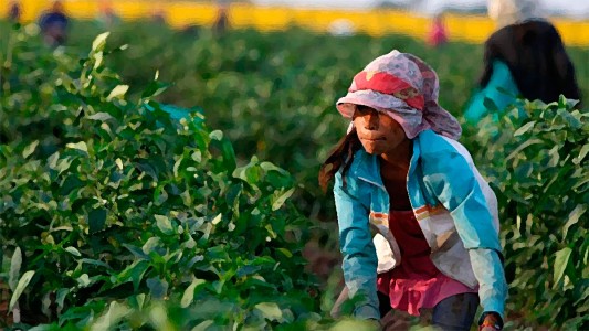 Un 10% de los niños de 5 a 15 años desarrollan alguna actividad productiva