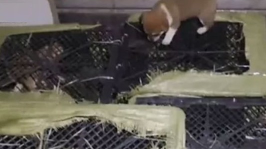 Polémica por regalos de cajas sorpresa con mascotas dentro: varios murieron