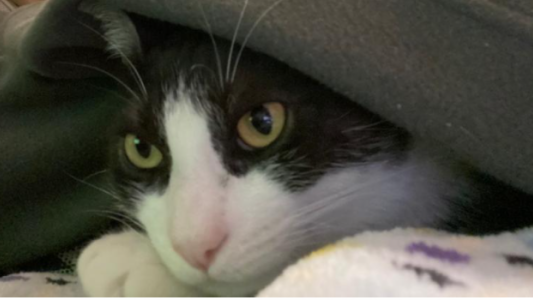 Veterinarios advierten que "no es fácil" trasmisión de coronavirus a los animales pero sugieren "estar atentos"