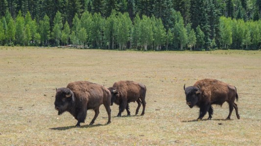 Parque Natural otorgará permisos para matar a 12 bisontes: se anotaron 45.000 personas