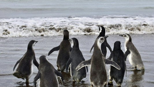 Se realizó la primera liberación de pingüinos magallánicos en Monte Hermoso