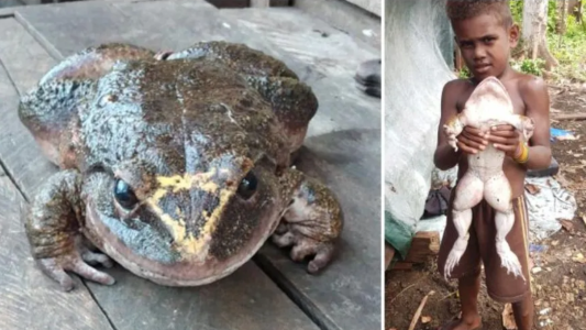 VIDEO VIRAL: encontraron a la rana más grande del mundo