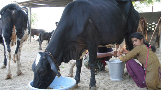 India, advertencia médica por el uso de estiércol de vaca para combatir el COVID19