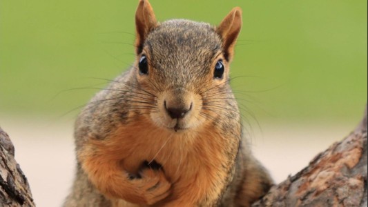 Alerta: ¿Invasión de ardillas en Córdoba?